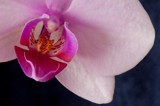 orkide